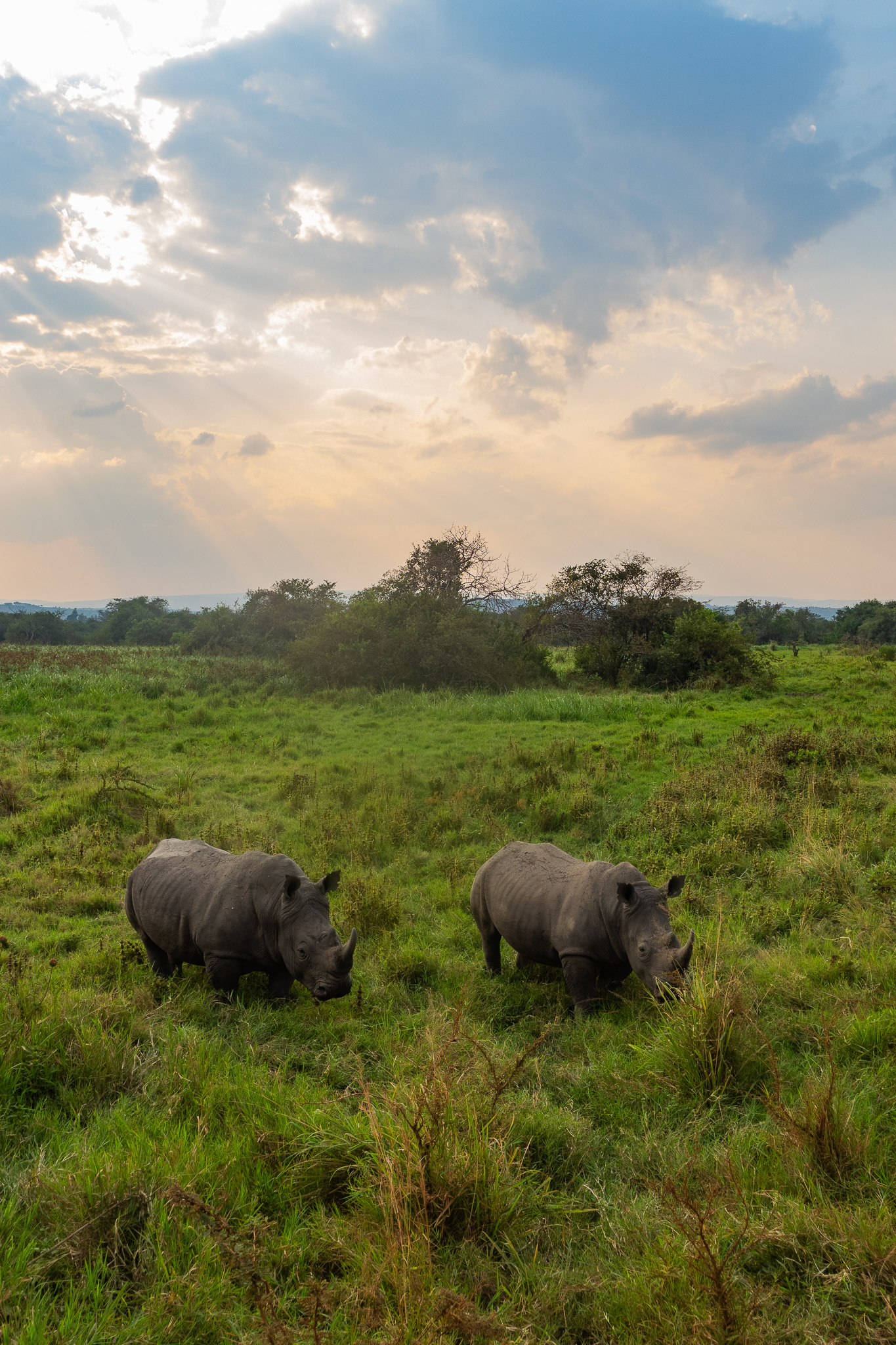 Rhinos in Akagera National Park